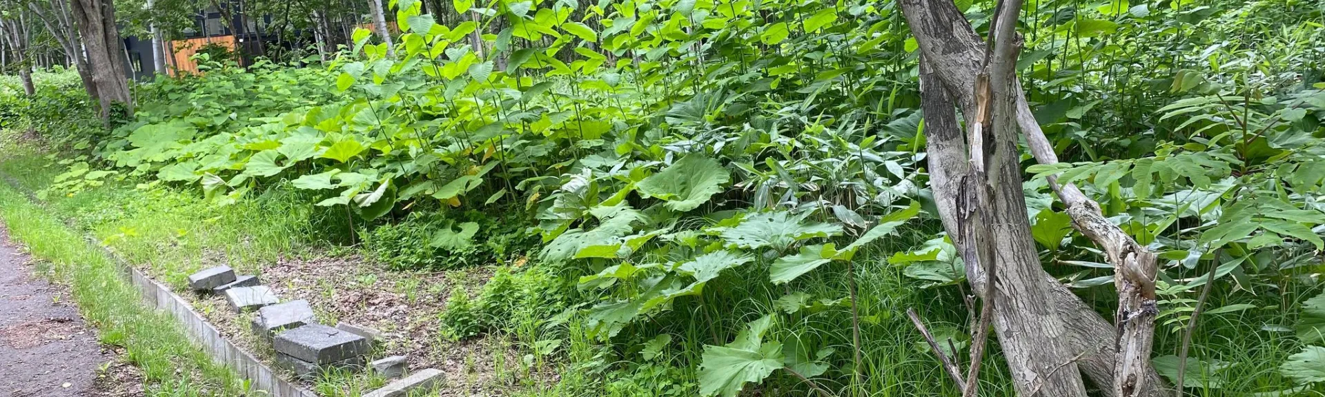 Royal Town Onse Land #1